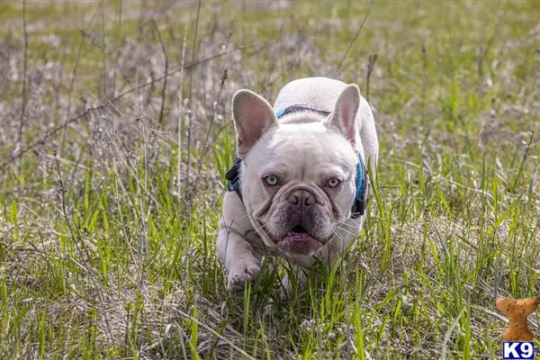 French Bulldog stud dog