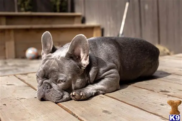 French Bulldog stud dog