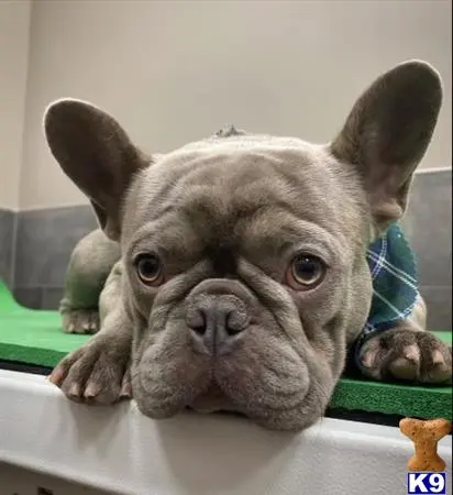 French Bulldog stud dog