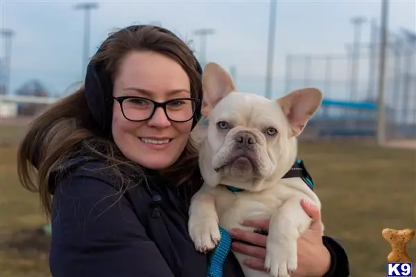 French Bulldog stud dog