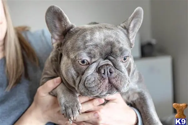 French Bulldog stud dog