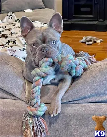 French Bulldog stud dog