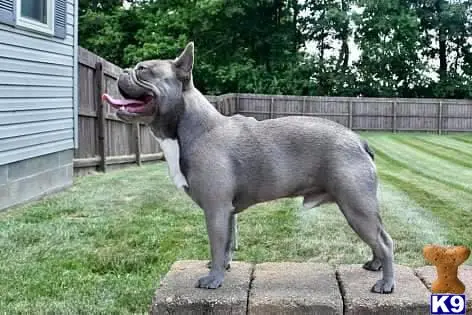 French Bulldog stud dog