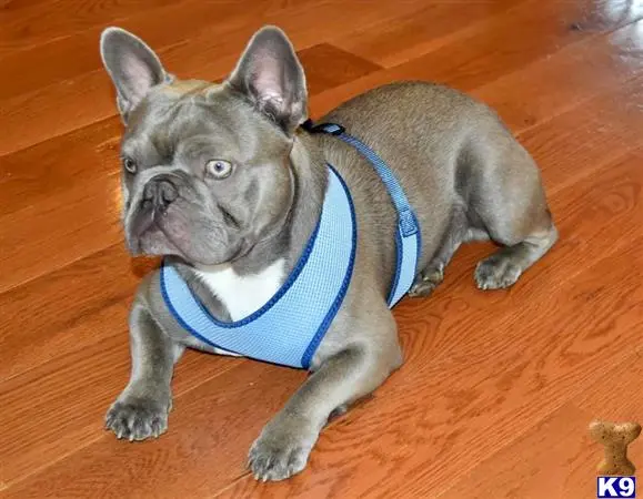 French Bulldog stud dog