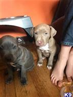American Pit Bull