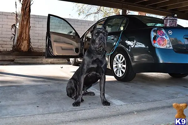 Cane Corso stud dog