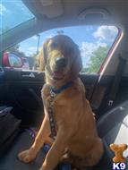 covi available Golden Retriever puppy located in REYNOLDSBURG