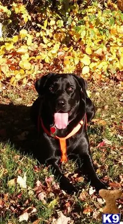 Labrador Retriever female dog