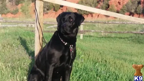 Labrador Retriever female dog