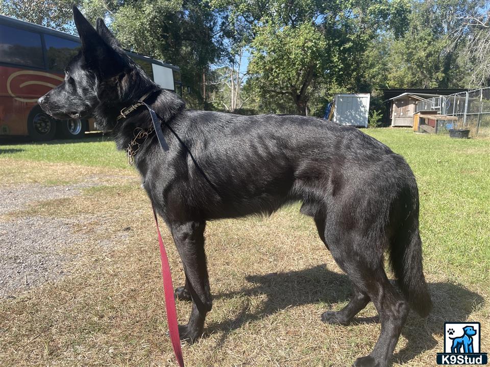 a german shepherd dog on a leash
