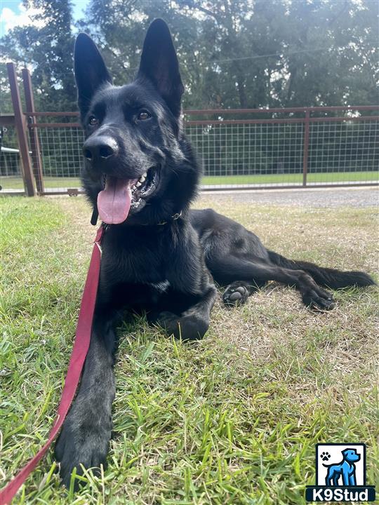 a german shepherd dog lying on grass with a pink leash
