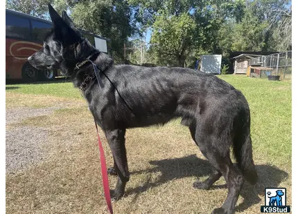 a german shepherd dog on a leash