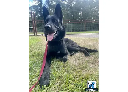 a german shepherd dog lying on grass with a pink leash