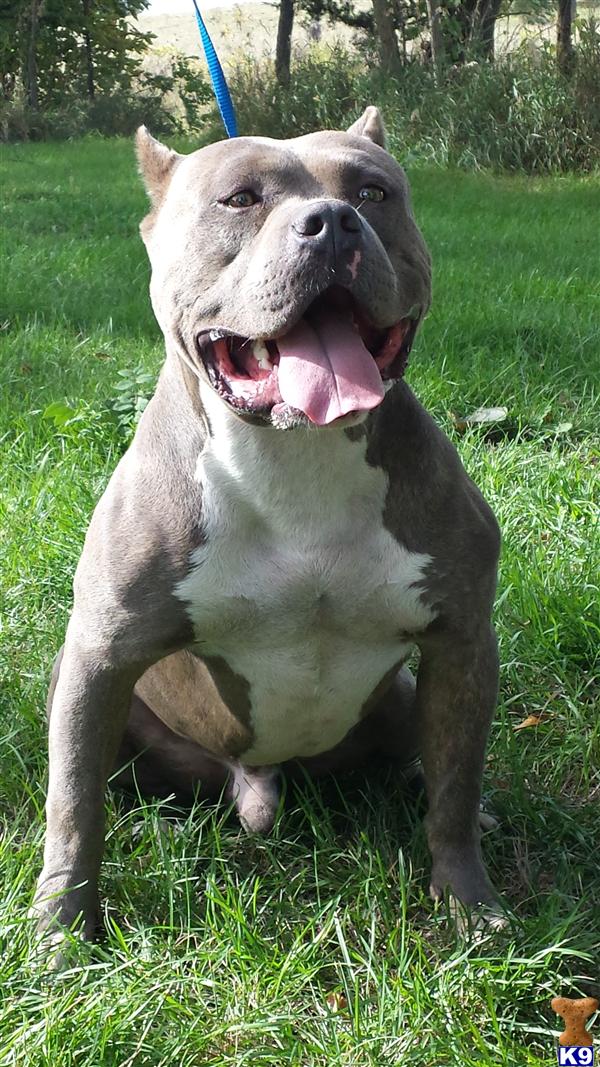 American Pit Bull