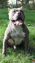 American Pit Bull stud dog: Gray and white American Pit Bull sitting on grass, smiling
