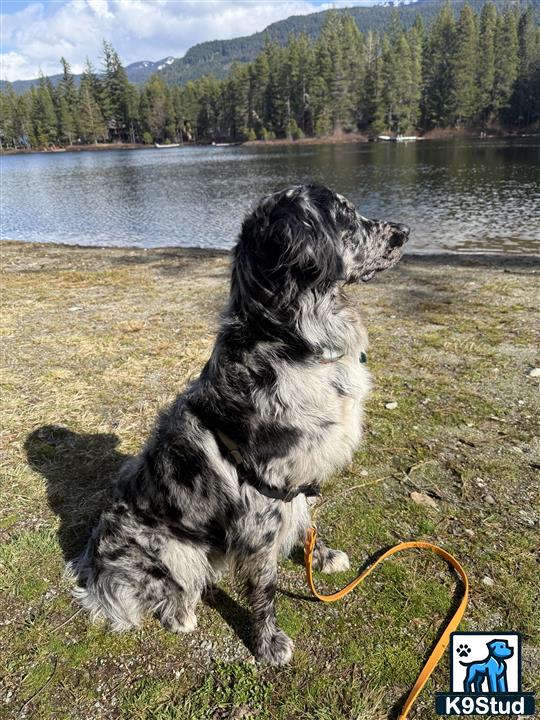 a mixed breed dog sitting on a leash