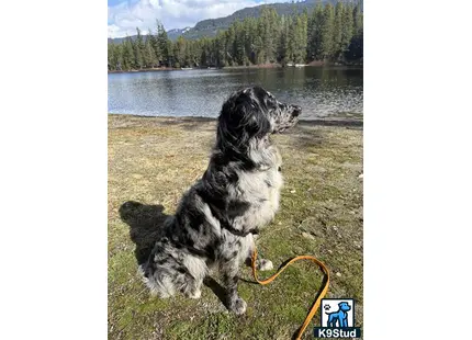a mixed breed dog sitting on a leash