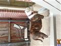 American Bulldog stud dog: Brindle American Bulldog standing by a door on a patio