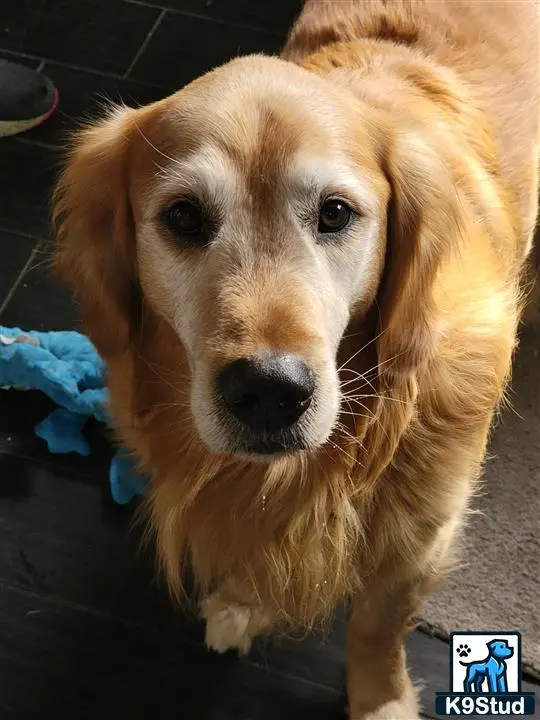 Golden Retriever stud dog: a golden retriever dog looking at the camera