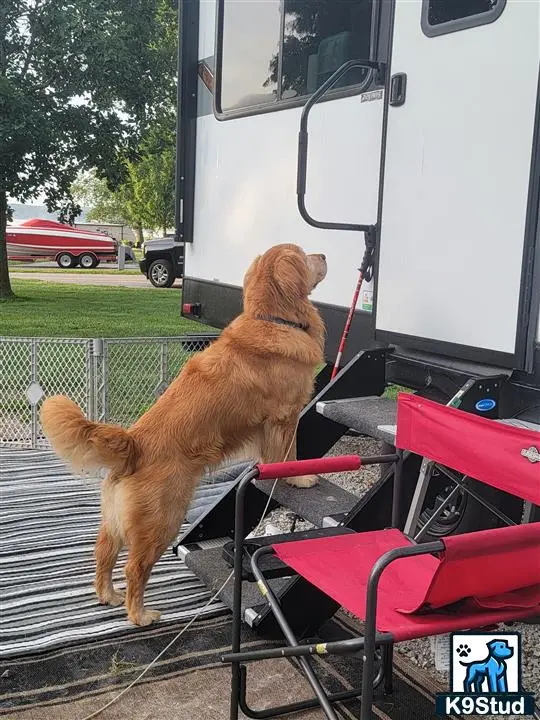 Golden Retriever stud dog: a golden retriever dog standing on a chair