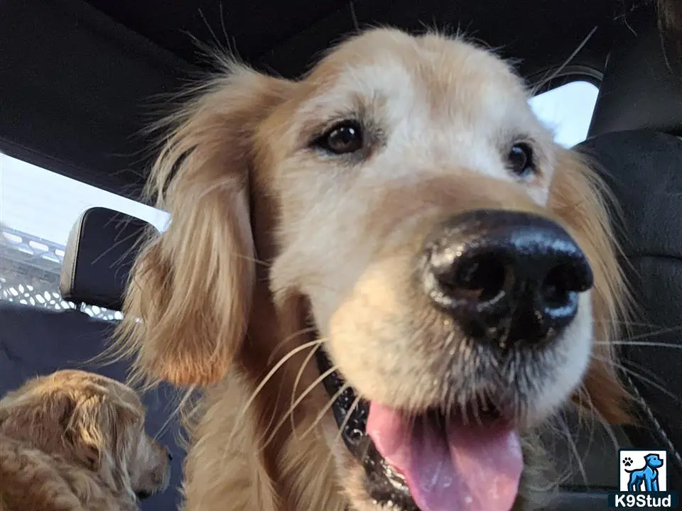 Golden Retriever stud dog: a golden retriever dog with its tongue out