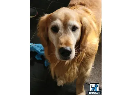 Golden Retriever stud dog: a golden retriever dog looking at the camera