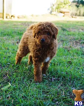 Golden Retriever stud dog