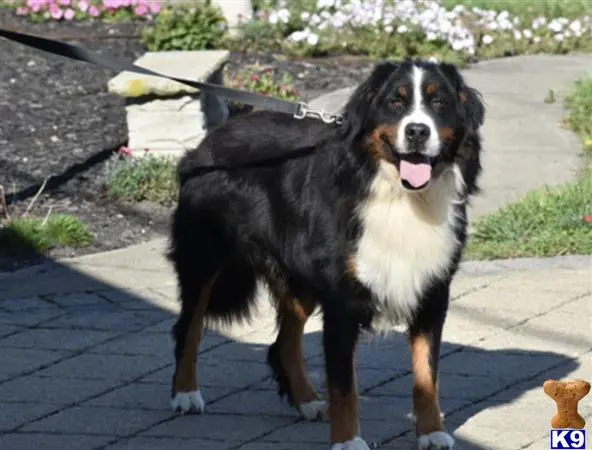 Bernese Mountain Dog