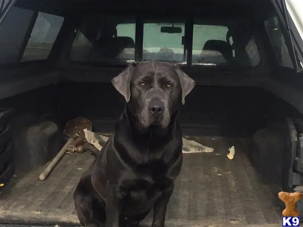 Labrador Retriever stud dog: a labrador retriever dog sitting in a car
