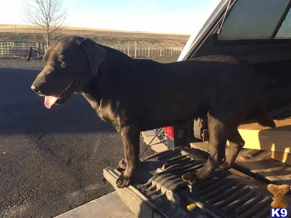 Labrador Retriever stud dog: a labrador retriever dog standing on a car