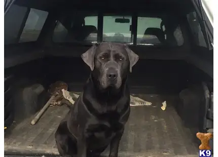 Labrador Retriever stud dog: a labrador retriever dog sitting in a car