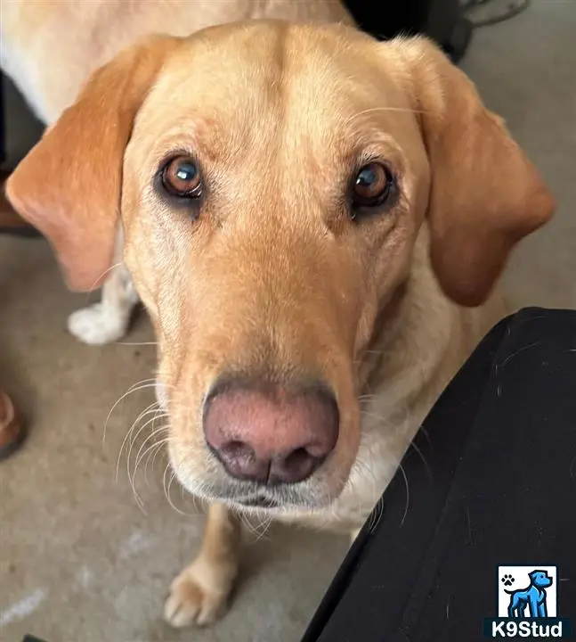 Labrador Retriever female dog