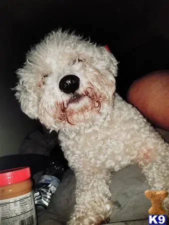 Bichon Frise female dog: Fluffy white Bichon Frise resting with a jar of peanut butter