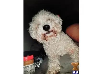 Bichon Frise