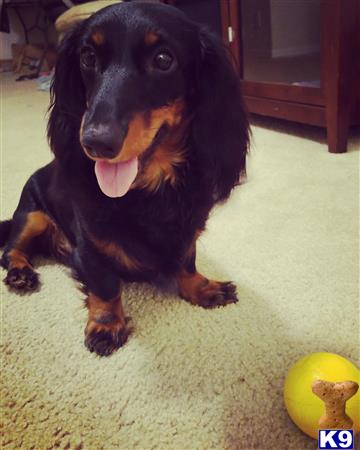 a black dachshund dog sitting on the floor