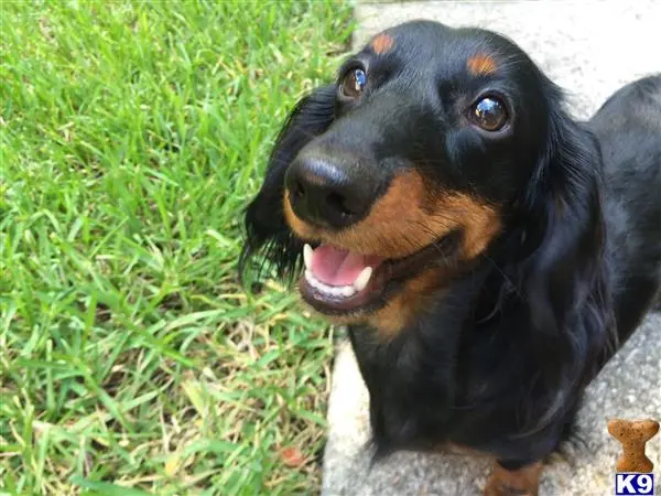 Dachshund stud dog