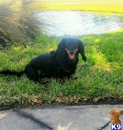 Dachshund stud dog