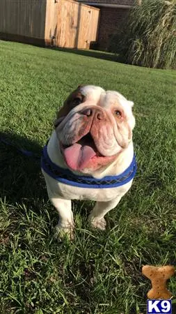 English Bulldog stud dog