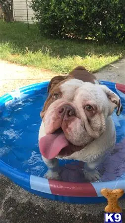 English Bulldog stud dog