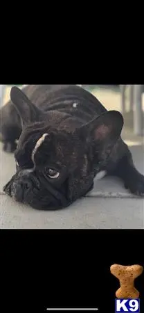 French Bulldog stud dog