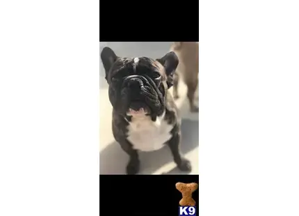 French Bulldog