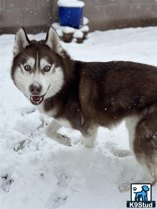 a siberian husky dog standing in the snow