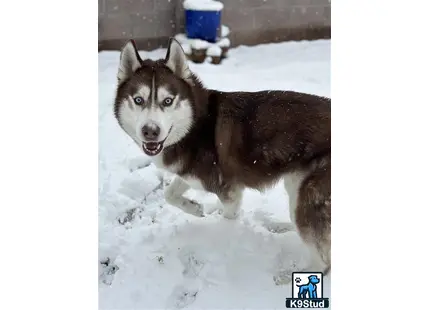 a siberian husky dog standing in the snow