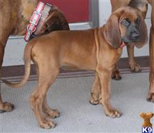 redbone coonhound puppy posted by bobbygsredbones