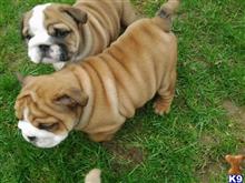 bulldog puppy posted by bobbyliststonecoly