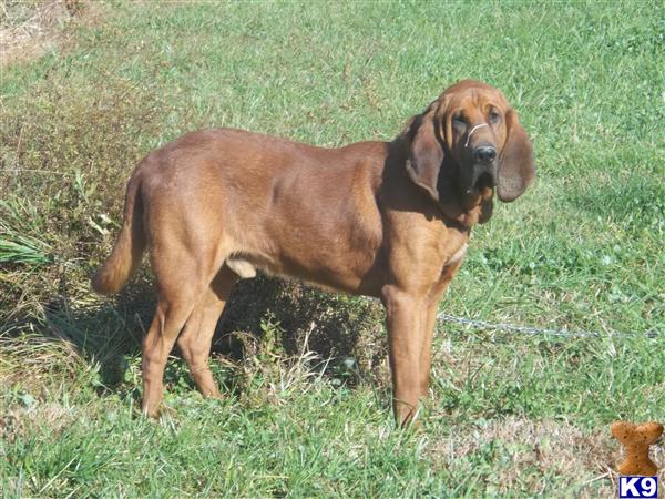 Bloodhound dog