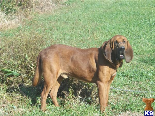 Bloodhound stud dog