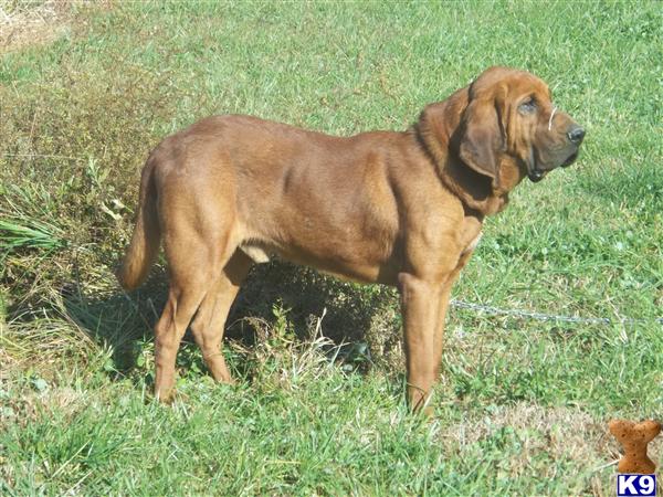 Bloodhound stud dog