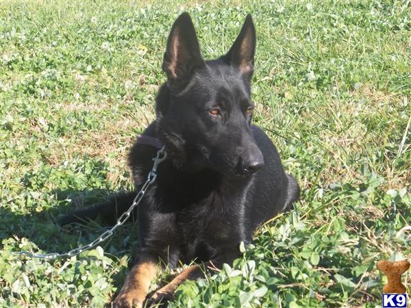 German shepherds ford city #9
