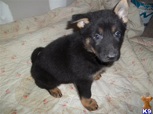 German Shepherd dog